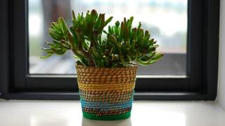 5 plantas que la NASA recomienda para purificar el aire de tu casa