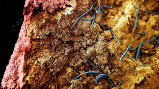 Conoce las bestias de las profundidades de la Tierra