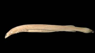 ¿Es verdad que el pez candirú se alimenta de genitales humanos?