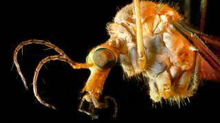Así es el mosquito que causa el zika, el dengue y la chikungunya