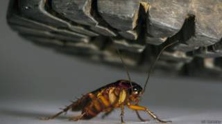 Por qué es tan difícil matar a una cucaracha