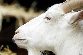 Por qué los estómago de las cabras pueden ser clave para  el éxito del combustible del futuro