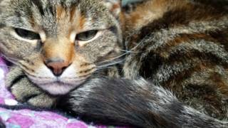 Toxoplasma gondii, el parásito oculto que se relaciona con los ataques de ira
