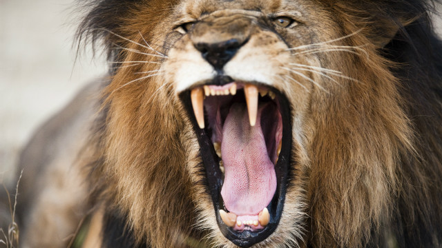 El "intento de suicidio" que causó la muerte de dos leones en el zoológico de Santiago de Chile