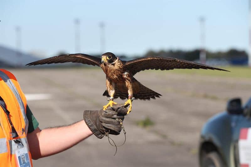Las aves rapaces, custodias del cielo del principal aeropuerto de Uruguay