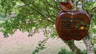 El árbol de la muerte, el más peligroso del mundo