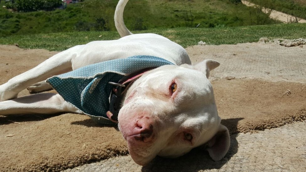"Vi un pitbull colgado de la rama de un árbol": la norma que ha hecho aumentar el número de perros abandonados y sacrificados en Colombia