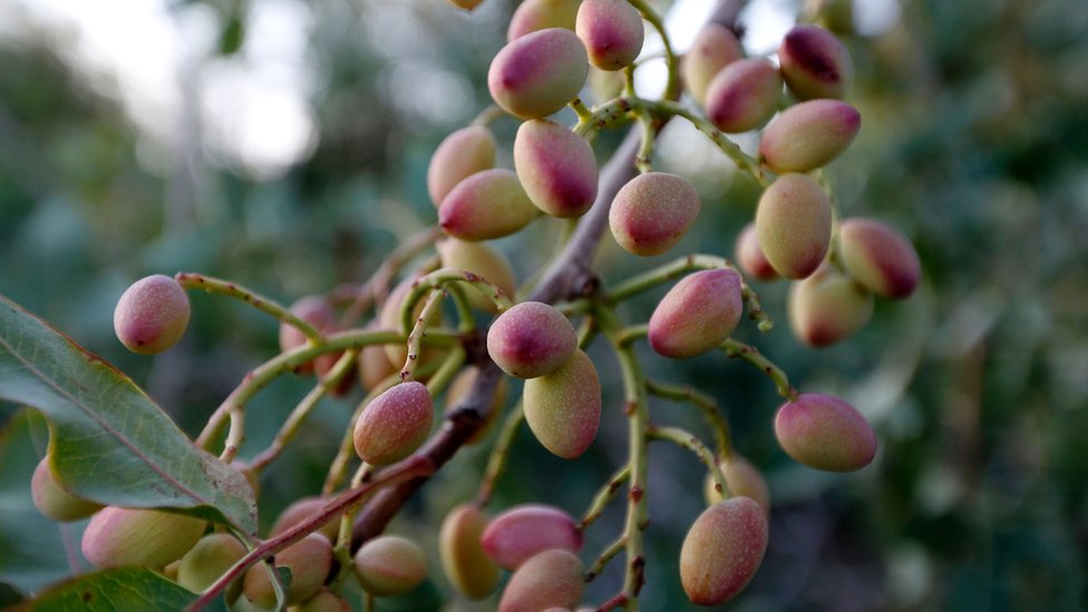 Cómo los pistachos se convirtieron en otra fuente de tensión entre Irán y Estados Unidos