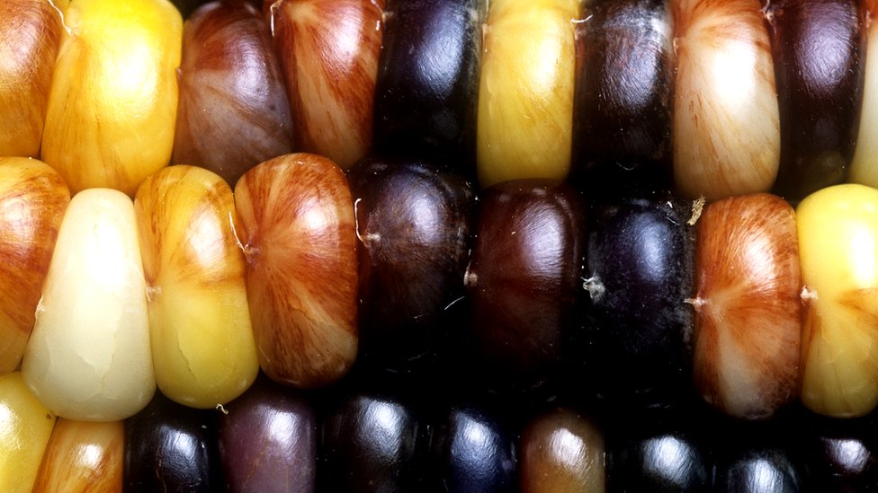 ¿Por qué tardaron tanto en darle el premio Nobel a Barbara McClintock, la científica que encontró los genes saltarines?