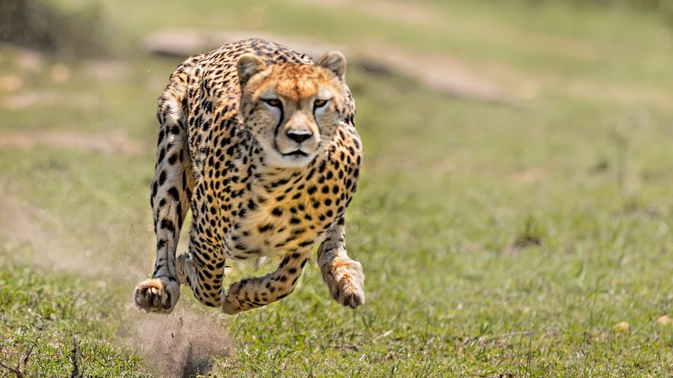 ¿Por qué la chita es el animal que corre más rápido? (Aunque no tenga los músculos más fuertes del reino animal)