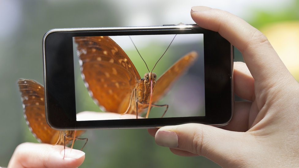 iNaturalist: la app para los amantes de la naturaleza que te permite reconocer cualquier especie silvestre