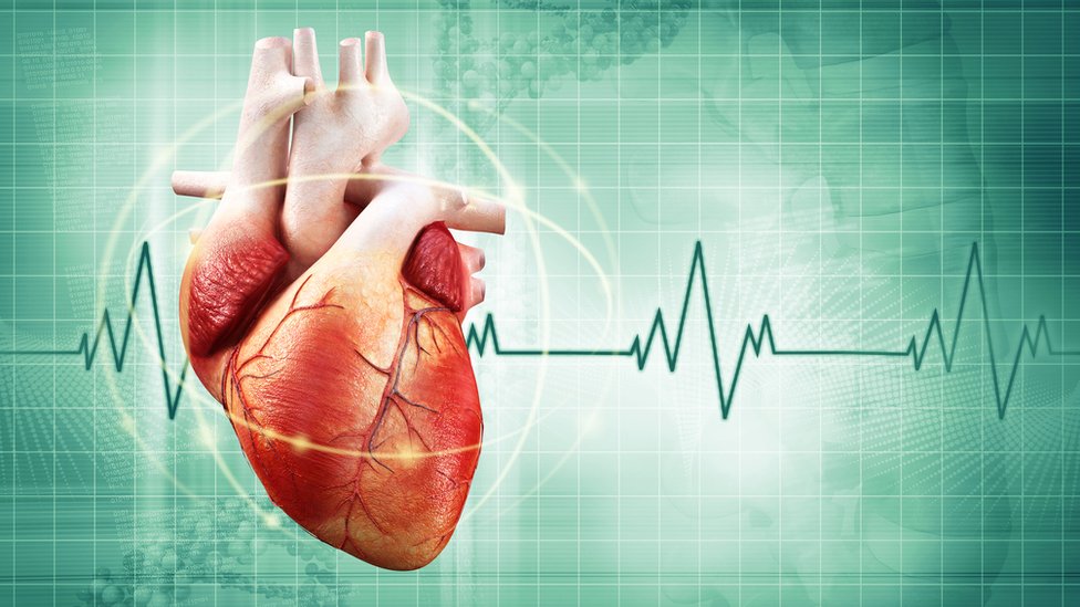 ¿Por qué tenemos el corazón inclinado hacia la izquierda?
