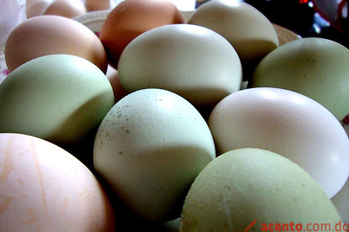 Protección animal: Bélgica coloreará los huevos de gallinas maltratadas