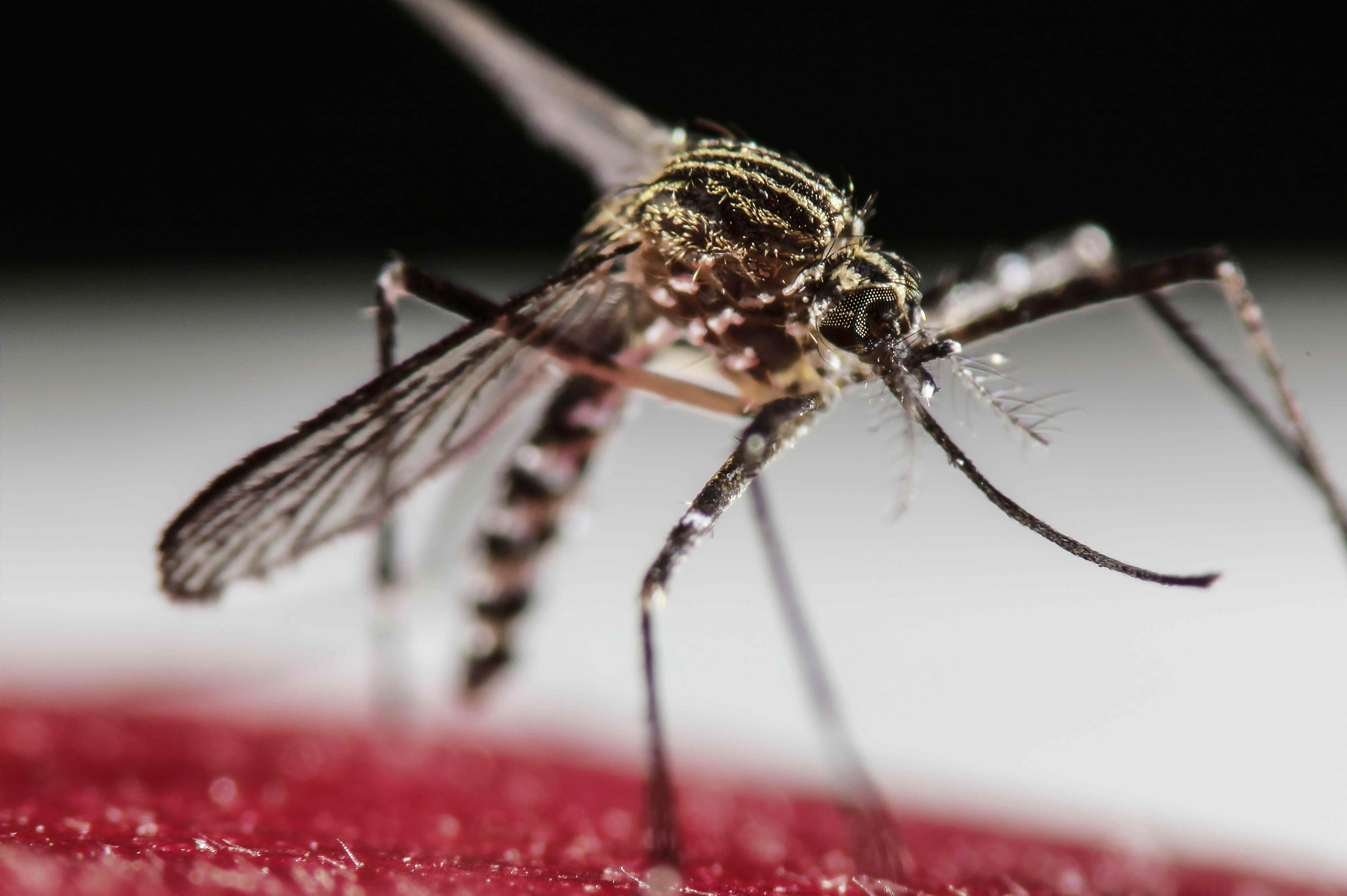 República Dominicana registró 1,093 casos de dengue en la última semana