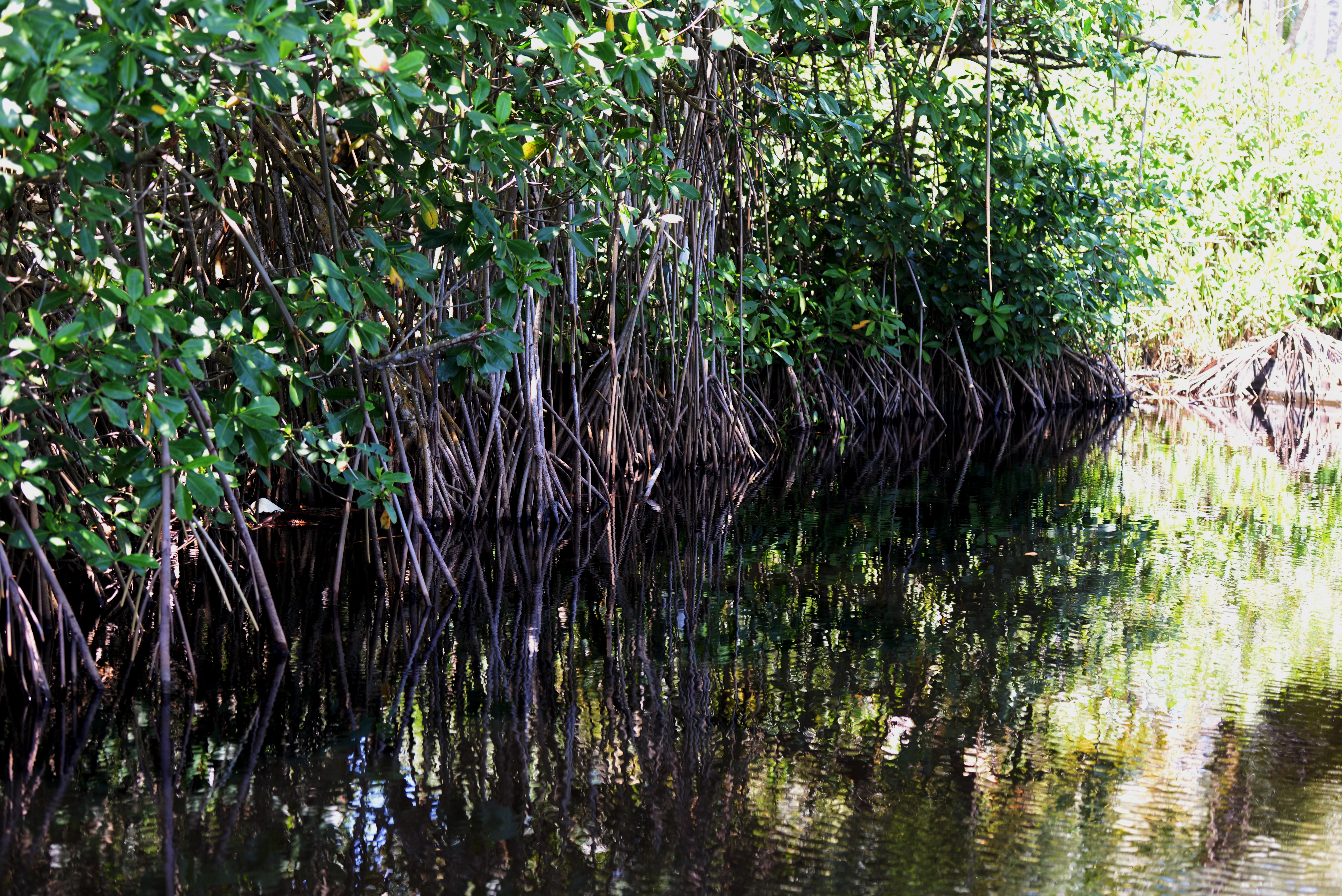Recuperados 21 kilómetros de manglares en el último año