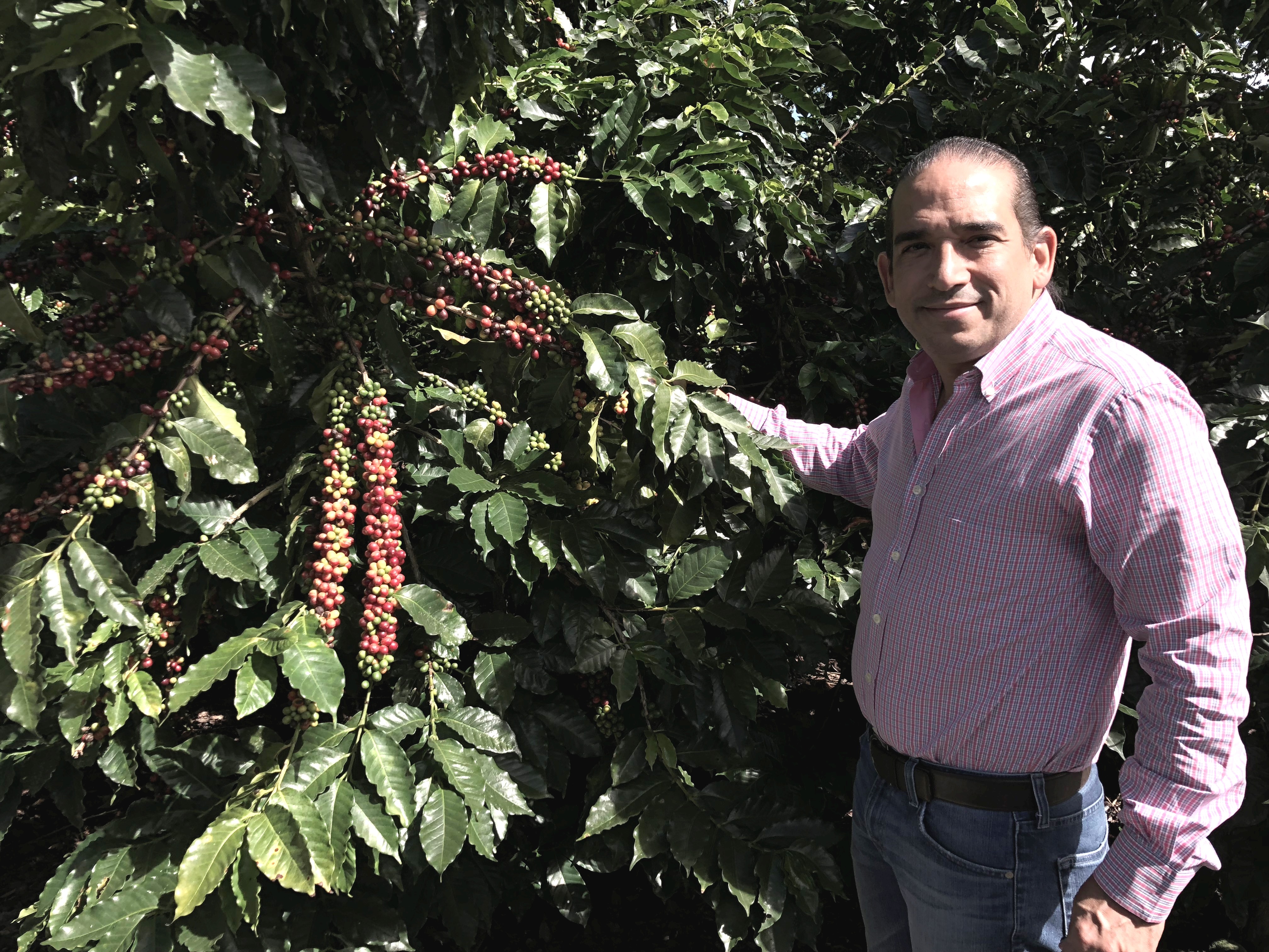 INDUBAN espera incremento de producción de café