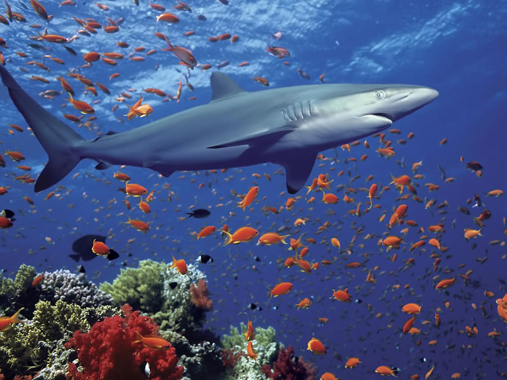 Se extinguen los tiburones en República Dominicana y otras partes del mundo