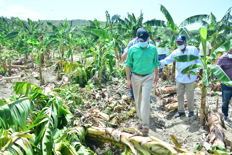 Compran más de un millón de plátanos a productores afectados por Laura