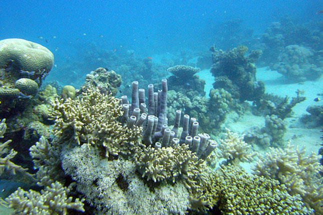 Los arrecifes de coral en la República Dominicana están gravemente afectados
