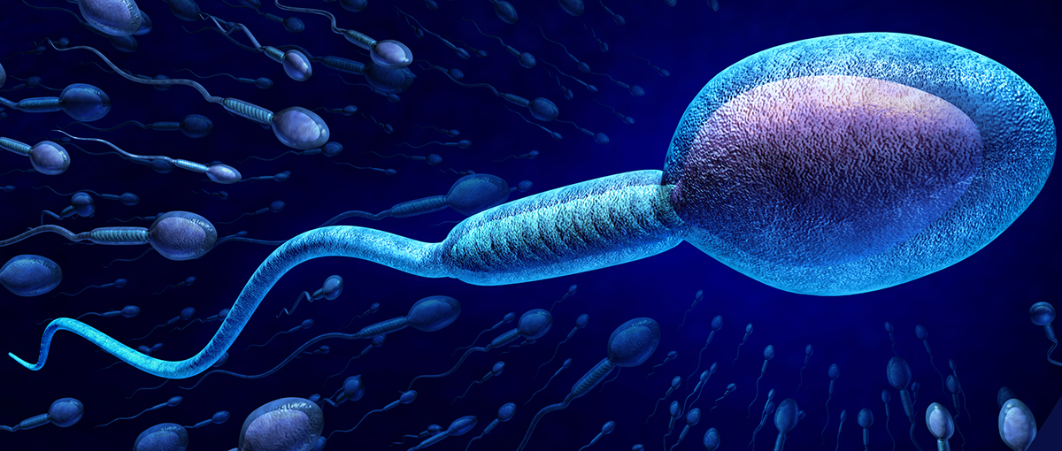 Espermatozoides no nadan como se creía hasta ahora
