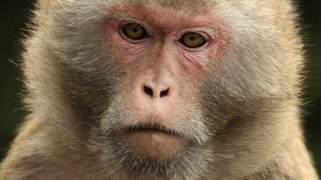 Vacuna contra la covid-19: el desabasto de primates que pone en riesgo la investigación en EE.UU.