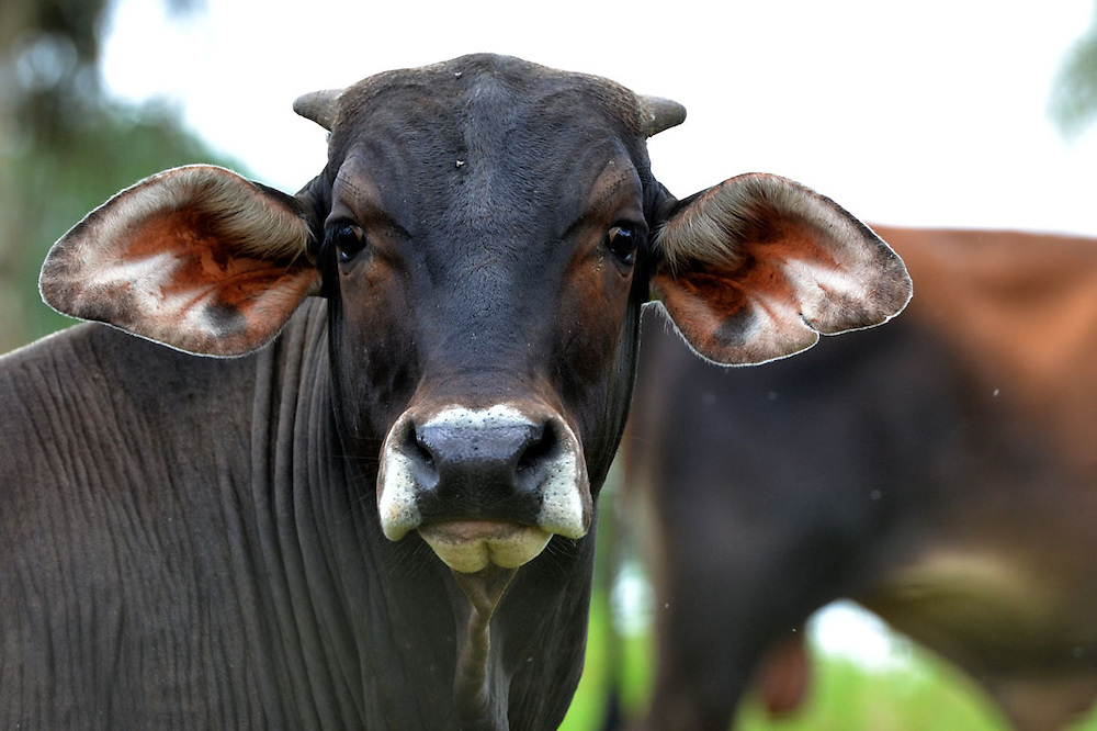 Hasta 10 años de prisión por robar una vaca