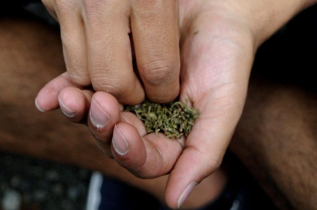 RD Elige: 38.4 % en contra del consumo marihuana con fines médicos o terapéuticos
