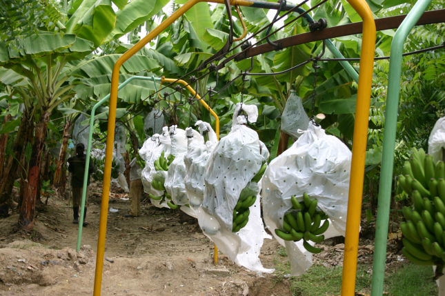 Limber Cruz: “Gobierno extenderá la mano sector bananero”