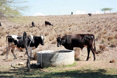 Agricultura activa plan por la sequía