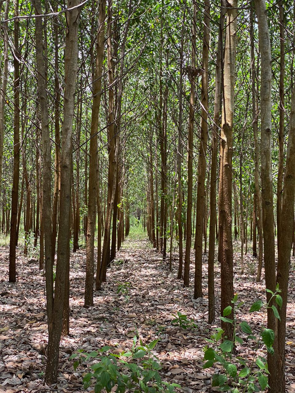 Empresarios solicitan a gobierno la reactivación del sector forestal