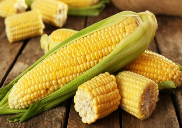 Cuba cosecha maíz transgénico para enfrentar crisis de alimentos