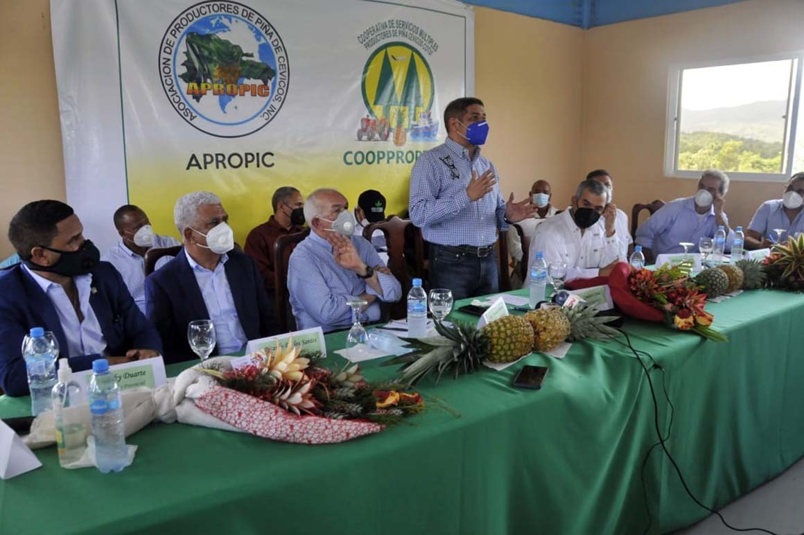 Gobierno apoyará productores de piña de Cotuí para incrementar exportaciones