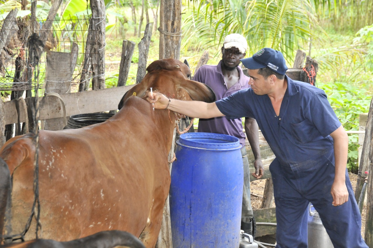 Agricultura inicia jornada de vacunación de ganado
