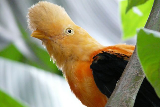 Publican el mayor catálogo genético de aves, un retrato de su gran diversidad