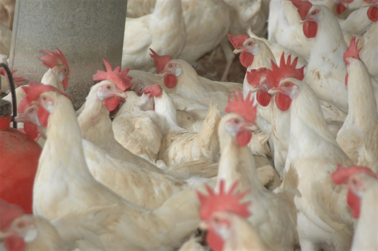 Agricultura y sector avícola desmienten alza de precios del pollo