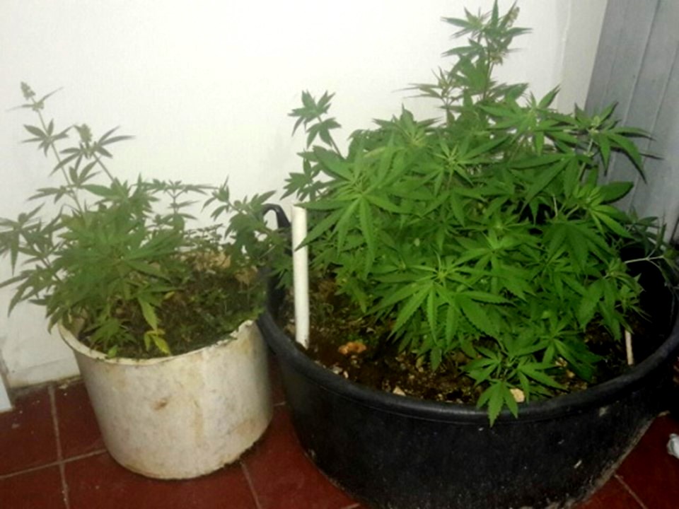 Agentes de la DICAN confiscan 143 plantas de presunta marihuana
