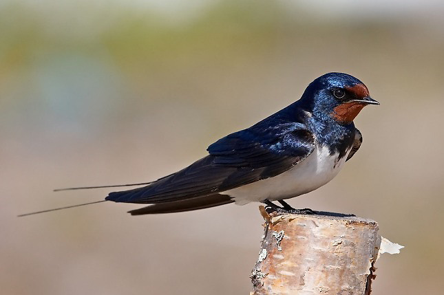 La polución por ruido y luz impacta en la reproducción de los pájaros en EEUU