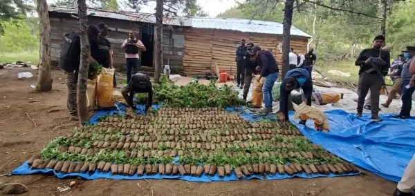 Decomisan cultivo de cientos de plantas presumiblemente marihuana en Constanza