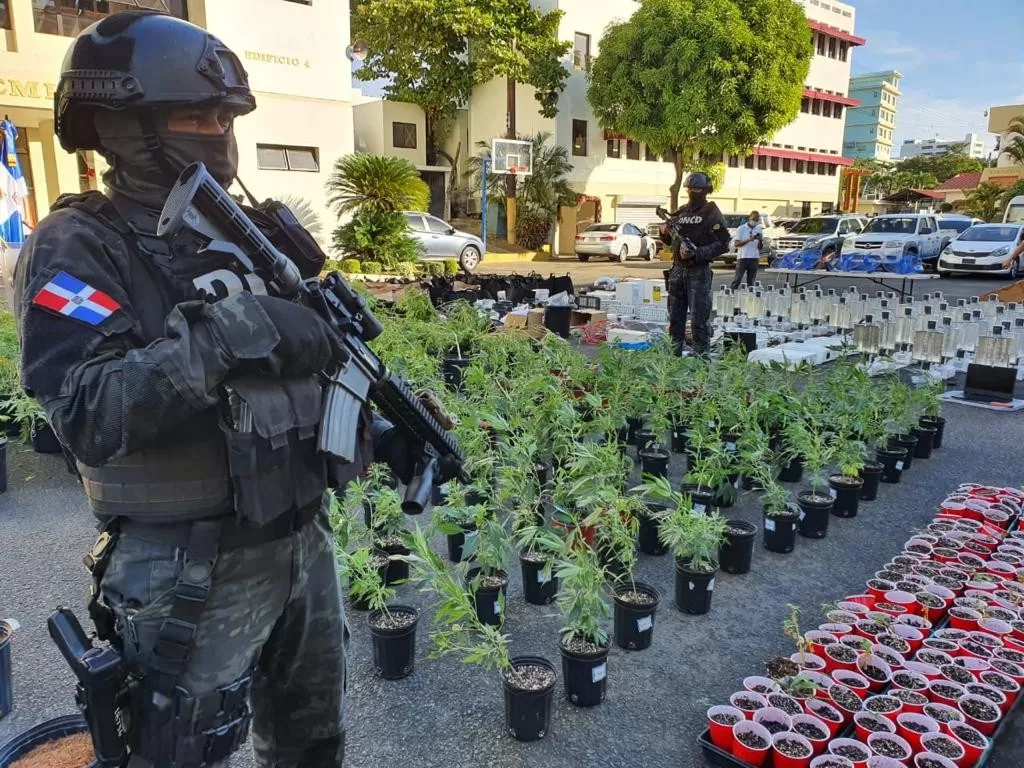 Decomisan más 1,500 plantas de marihuana en invernaderos de Santo Domingo Este