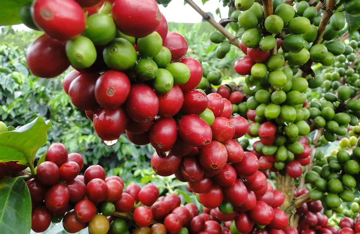 Renuevan 45 mil de las 100 mil tareas de café resistente a la roya previstas