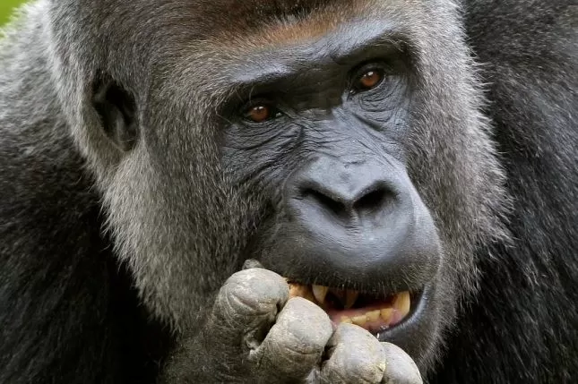 Gorilas del Zoológico de San Diego (EE.UU.) se enferman de covid-19