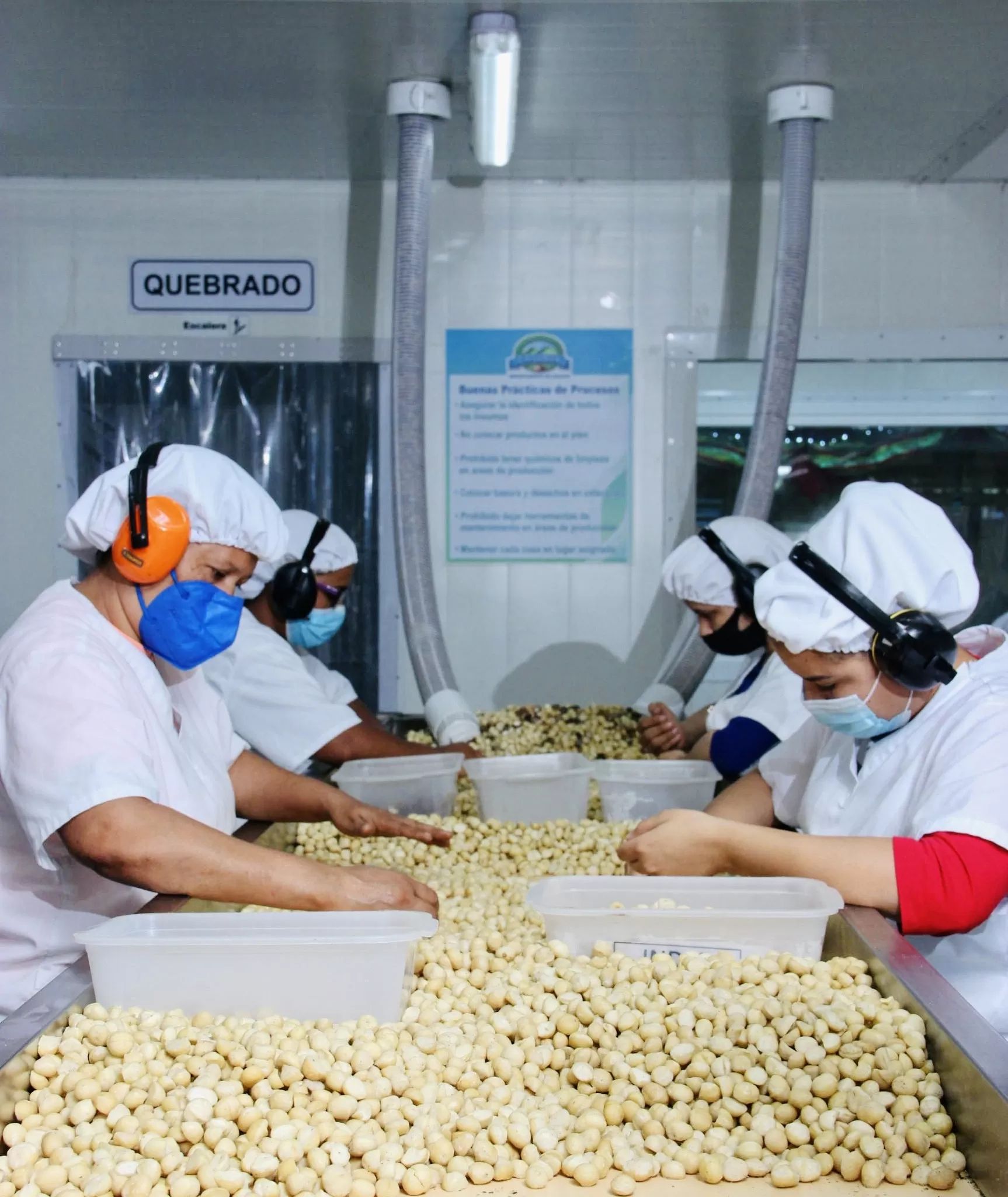 RD realiza primera exportación de macadamia procesada