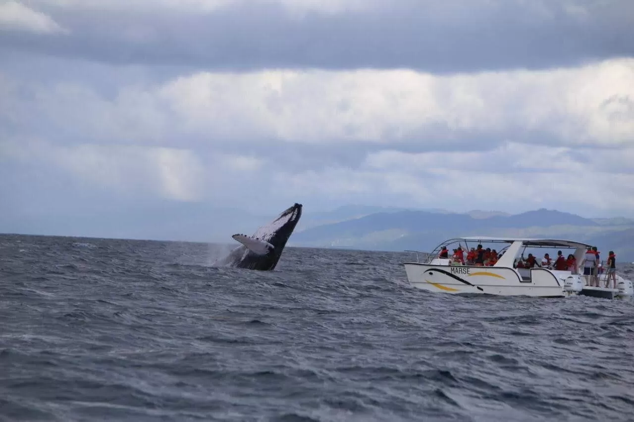 Medio Ambiente inicia temporada de observación de ballenas con estricto protocolo sanitario
