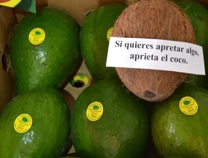 Aguacate dominicano contará con marca de exportación a EEUU