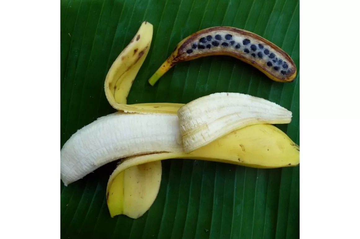 Agricultura refuerza medidas para evitar entrada de hongo afecta al banano
