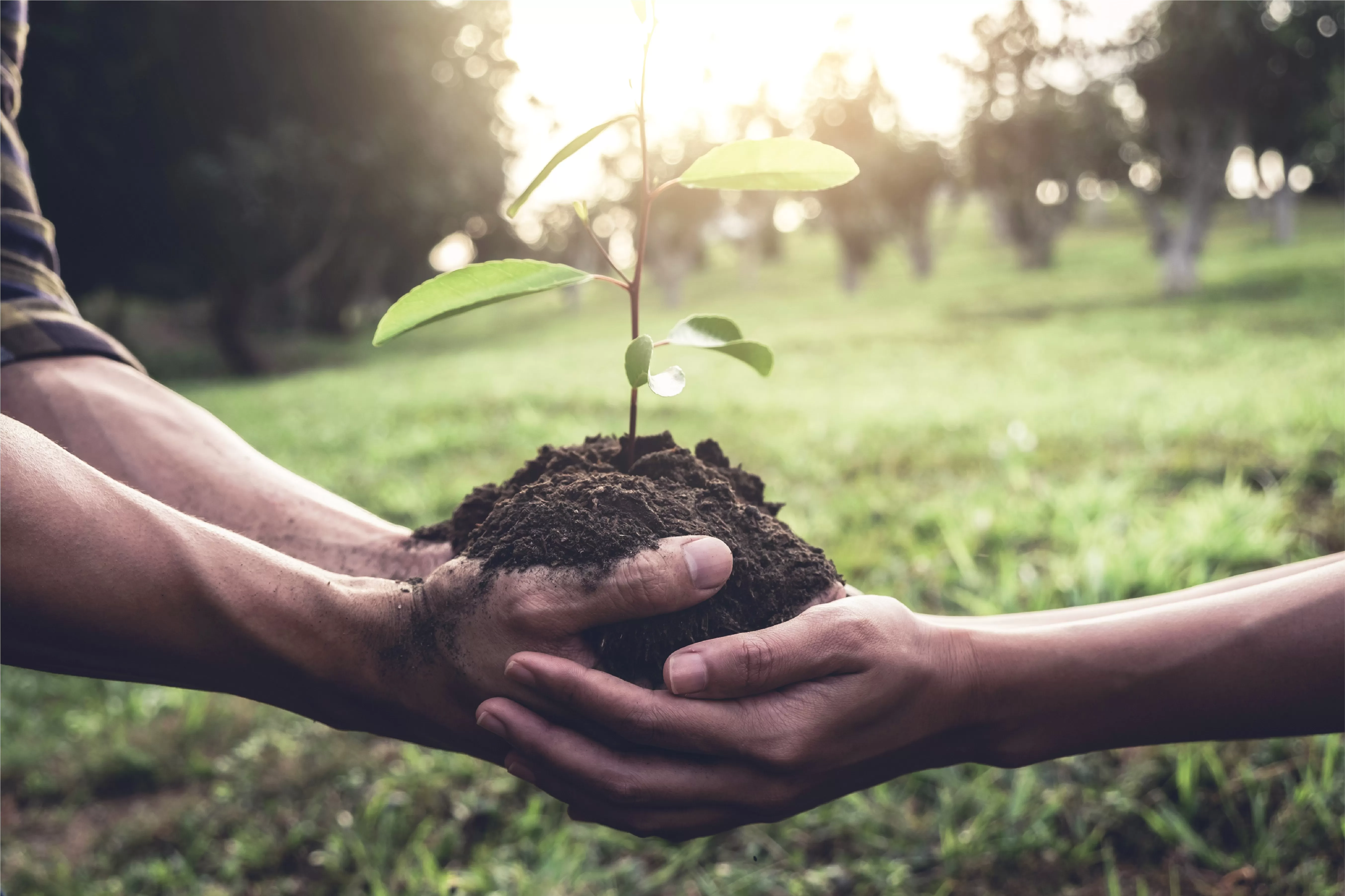 Scotiabank se une a Mastercard en proyecto de siembra 100 millones de árboles en cinco años