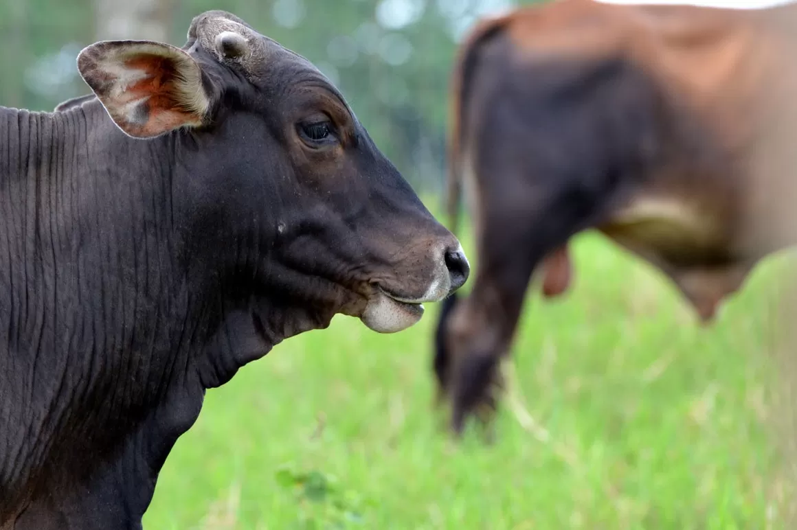 Agricultura trabaja para restablecer exportaciones de carne bovina a EE.UU.