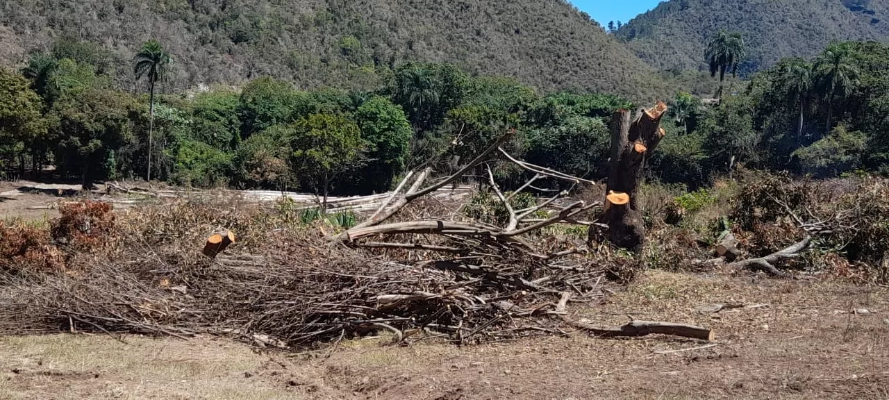 Hombre tala 50 tareas de tierra que contenían palmas centenarias en Azua