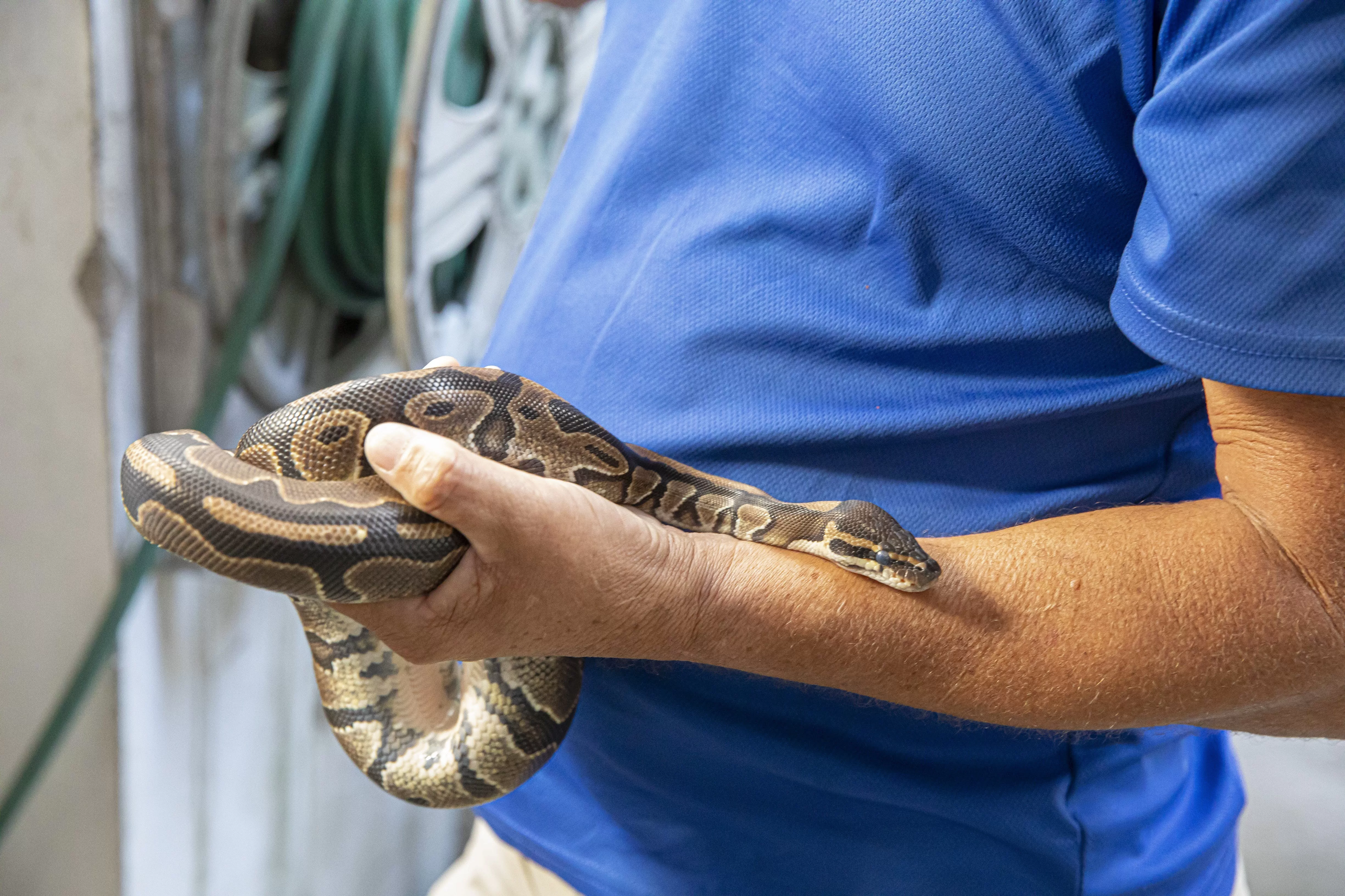 Procuraduría de Medio Ambiente rescata serpientes boa y un pitón