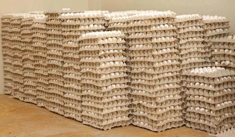 Ministerio de Agricultura interviene mercado para equilibrar precios de los huevos